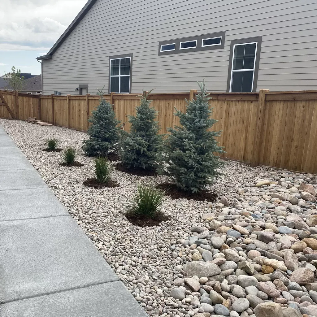 Newly planted spruce trees and ornamental grasses in a rock bed beside a walk and fence