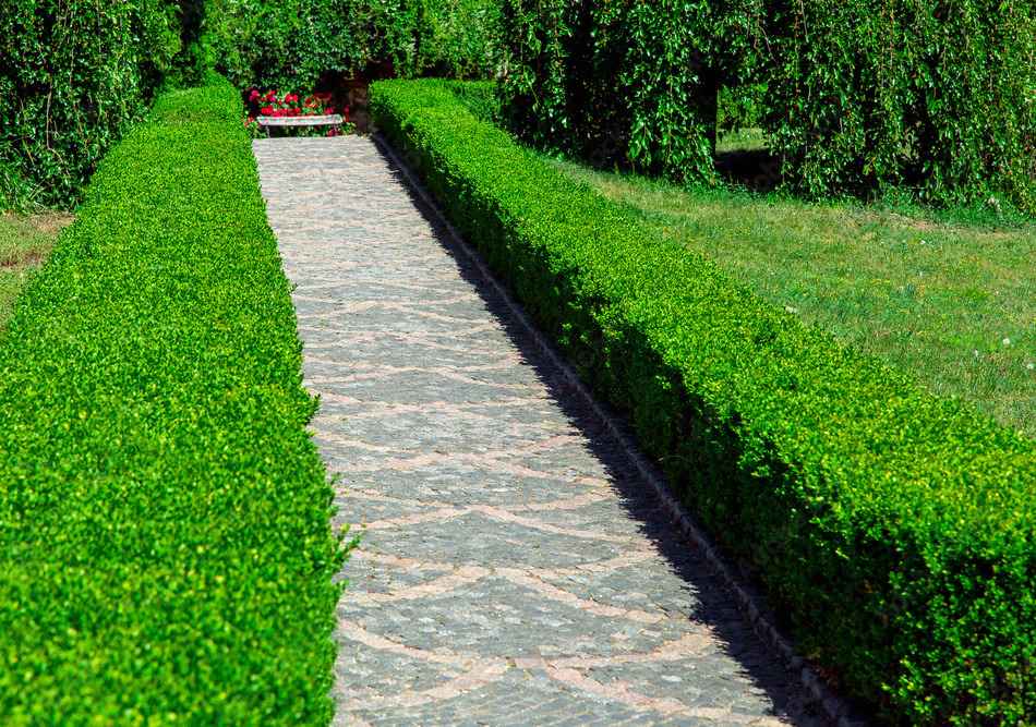 Neatly trimmed boxwood hedges line a stone pathway in a formal garden setting, exemplifying precision in topiary art.