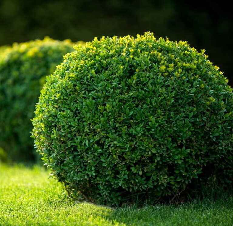 Lush green boxwood shrub in crisp focus, bathed in natural sunlight with blurred greenery in the background.