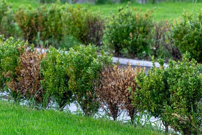 Boxwood shrubs with signs of disease, showcasing a mix of healthy green and damaged brown leaves