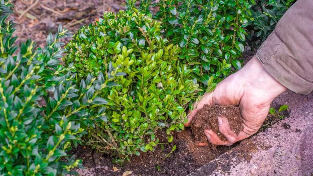 A gardener's hand applying granular fertilizer to the soil around a lush boxwood shrub.