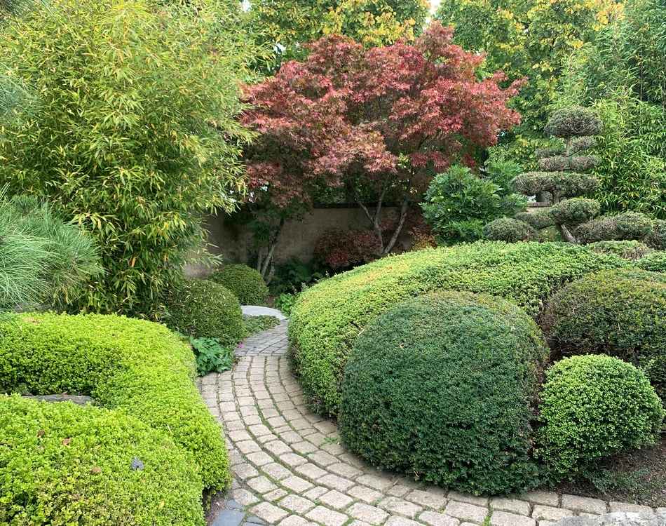 Lush landscaped garden featuring neatly trimmed boxwoods forming elegant borders along a stone pathway.