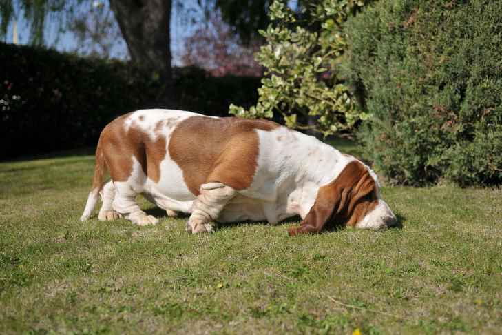 Basset Hound sniffing the ground closely near boxwood shrubs, potentially at risk of toxic exposure